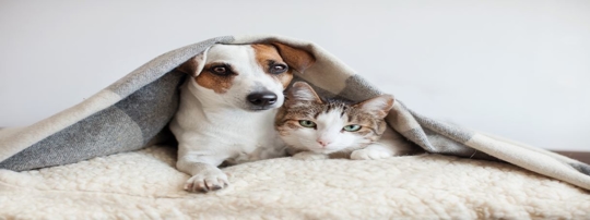 What Happens to Pets During Bankruptcy?